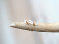 Moonstone Hug Hoops